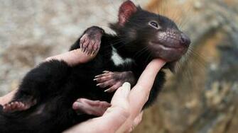 Tasmanian Devil Widescreen Wallpaper