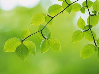 Green Leaves Wallpaper