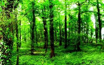 From Wallpaper Nature Dark Green Forest