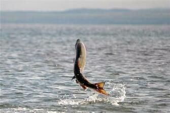 Salmon Fish H Wallpaper