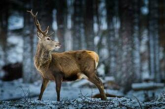 Wallpaper Deer Forest Snow Wildlife Animals