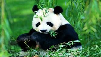 Desktop Panda Bear Pictures Cartoon Wallpaper