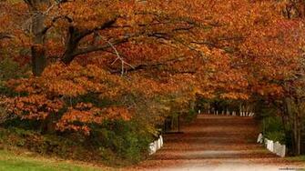 Autumn Wallpaper Nature