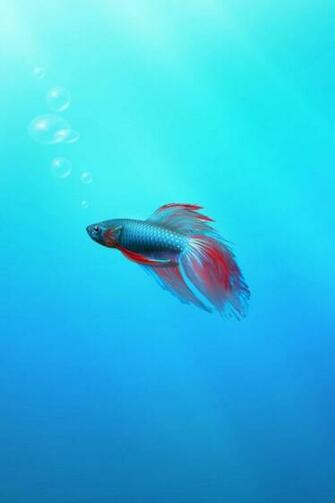 Betta Fish iPhone Wallpaper HD