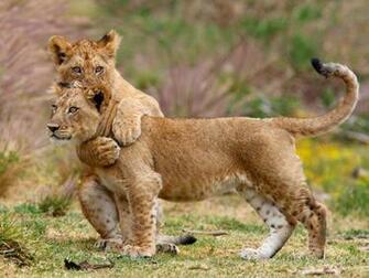 Two Lion Cubs Wallpaper