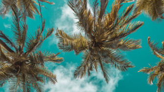 Full HD 1080p Palm Trees Wallpaper