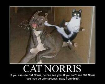 Funny Cat Wallpaper Ninja Style Picturenix