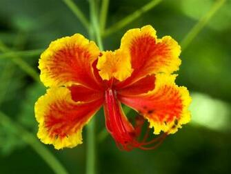 Yellow Flower Wallpaper High Definition