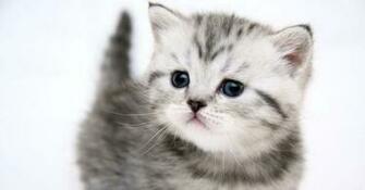 Cat Wallpaper Widescreen HD