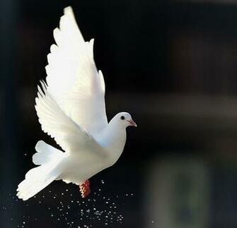 Cute Dove Wallpaper