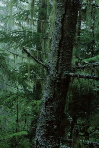 iPhone Background Trees Tree Wallpaper