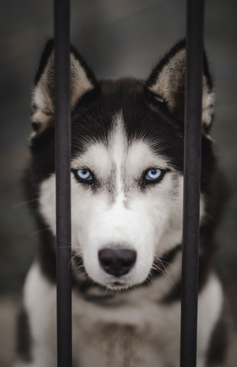 Siberian Husky Wallpaper HD Image Stock