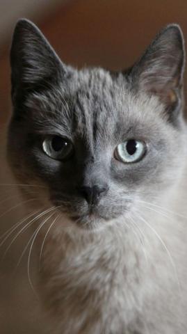 Cat Portrait Stare Confident Wallpaper