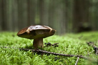 Mushroom Wallpaper By Artush Customization HDtv Widescreen
