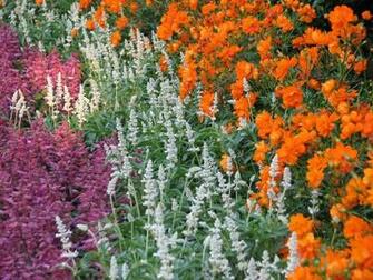 Flowers Garden HD Wallpaper Plants