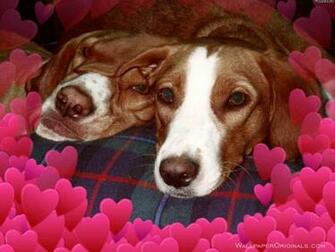 Wallpaper Dog Love Photo Pictures