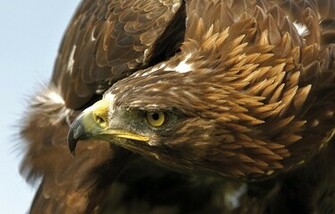Golden Eagle Wallpaper HD In Animals Imageci