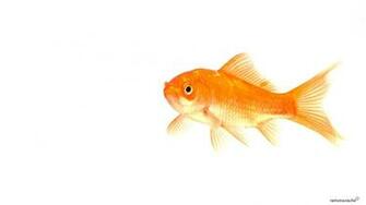 Goldfish Pet Top Isolated On White Background Stock Photo