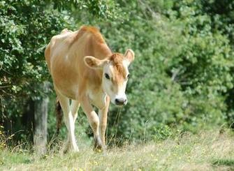 HD Wallpaper Cow