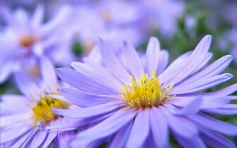Pretty Violett Flowers Wallpaper HD
