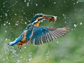 Fish Kingfisher Animals Wallpaper