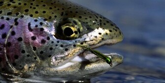 Fishing Fish Sport Water Fishes Trout Wallpaper