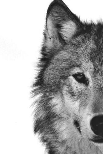 Best Wolf Face Ideas Wolves In Love