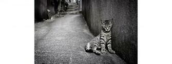 Very Sad Cat