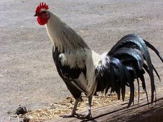 Rooster Computer Wallpaper Desktop Background Id