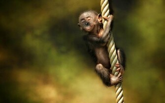 HD Wallpepars Monkey Wallpaper