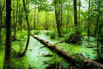 Swamp People Wallpaper