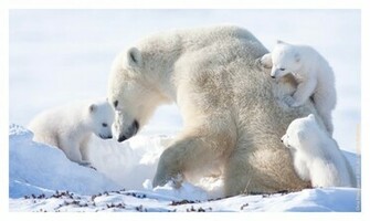 Beautiful Wallpaper Polar Bear