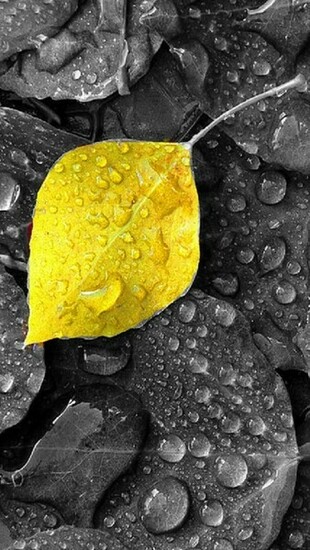 Yellow Leaf With Raindrops Wallpaper iPhone