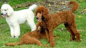 Poodle Wallpaper Dogs HD Background