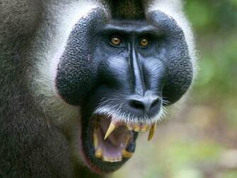 African Animal Wallpaper Pictures