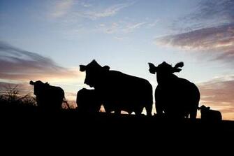 Cattle Ranch Wallpaper HD Android Apps On Google Play