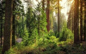 Wallpaper Road Greens Forest The Sun Trees Ca Usa