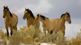 Best Photography Horse Wallpaper Background