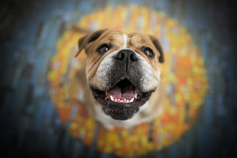 Dog Animal English Bulldog HD Wallpaper