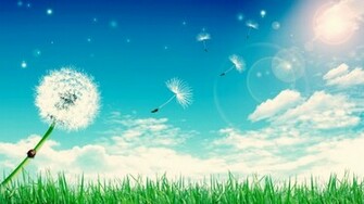 Ladybug Crawling Up Dandelion As Seeds Blow Away Wallpaper