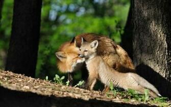 Lion Nature Wallpaper Cute Dog Animal
