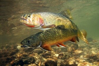 Fishing Manashtash Lake Brook Trout Lost Ellensburg Kittitas