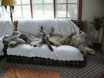 Irish Wolfhound Wallpaper