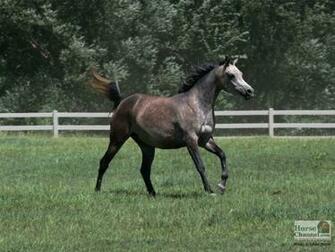 Arabian Horse Screensaver And Desktop Wallpaper