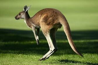 Kangaroo Animal Facts HD Wallpaper