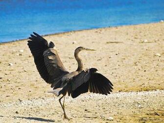 Great Blue Heron Wallpaper Animals Town