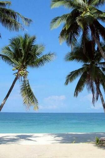 Beautiful Beach Background Palm Trees Galaxy Wallpaper 7ual Jpg