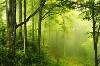 Forest Haze Foh Mist Humid Jungle Green Sunlight Wallpaper Background