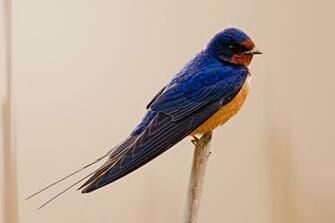 Swallow Nature Notes