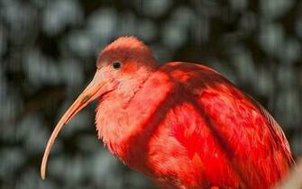 Red Bird Wallpaper